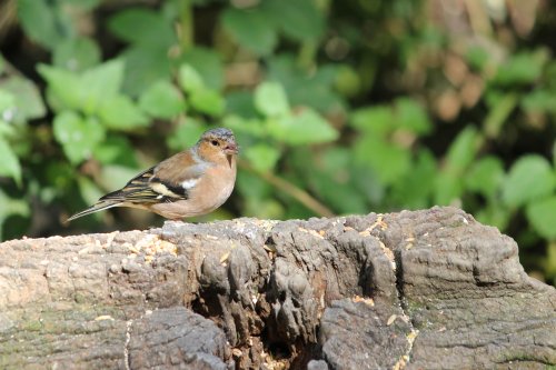 Taken from the Woodpecker  Hide