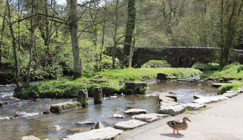 Lonely duck at picturesque  village Milldale   - Dove Dale