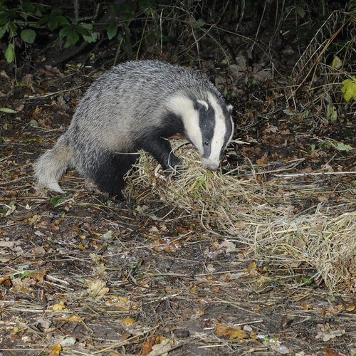 Badger collecting bedding One Tree Hill C.P.