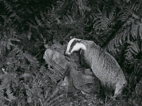 Badger posing amongst ferns One Tree Hill C.P.