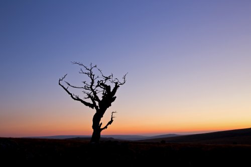 Weathered Hawthorn Tree, Dartmoor National Park