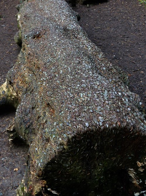 Aira Force coin tree