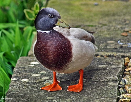 Shillingstone, Dorset.