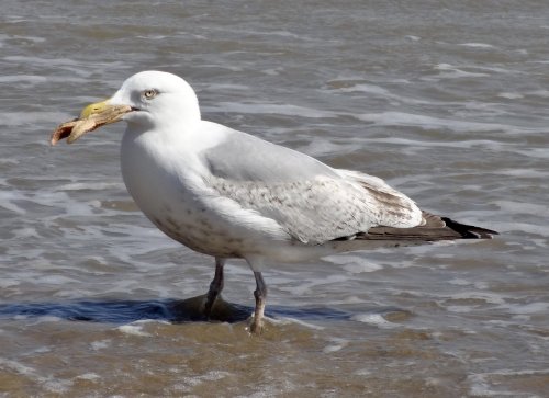 Star Catch for a Gull at Cooden Beach, East Sussex