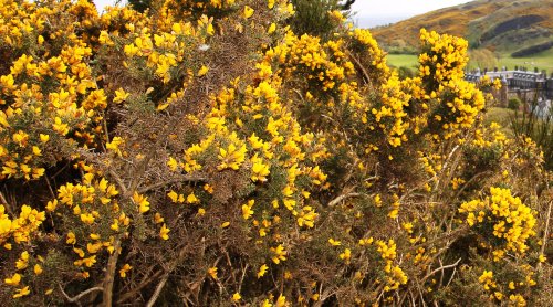 Blooming Heather in Holyrood Palace park