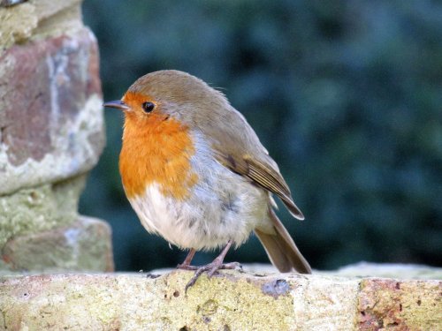 Robin, eastcote house gardens