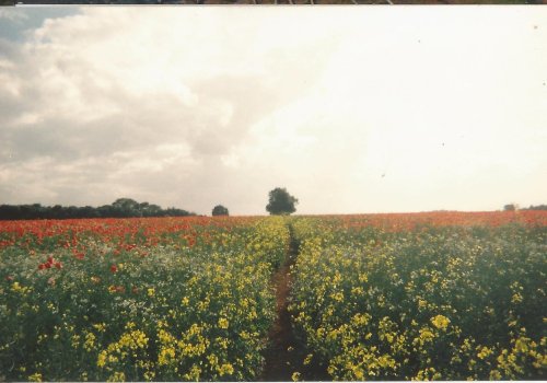 Banbury field