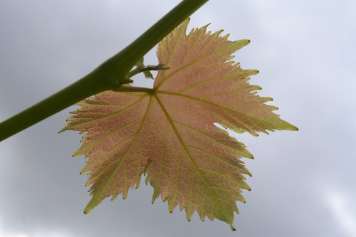 Vine Leaf at Steeple Claydon, Buckinghamshire
