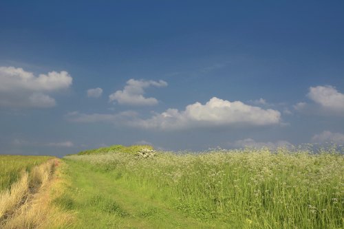 Field at Tackley, Oxfordshire
