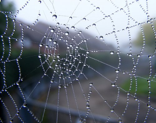 a wet cobweb on a gate
