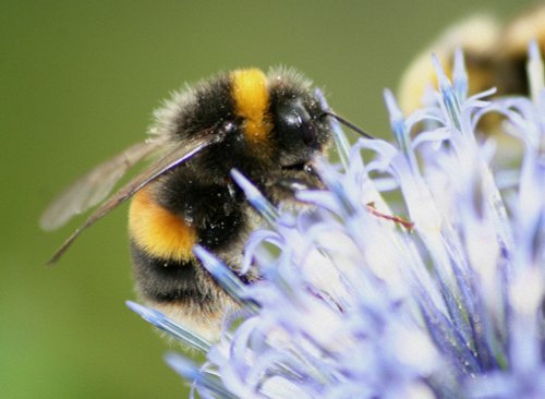 eastcote house gardens