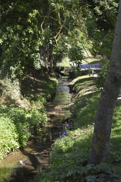 Stream, Draycote (nr Rugby)