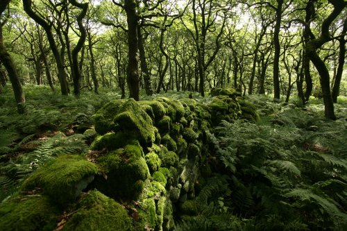 Padley Gorge