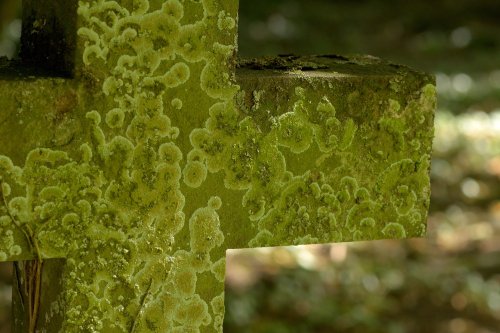 Lichen on a Headstone at Radstone, Northamptonshire