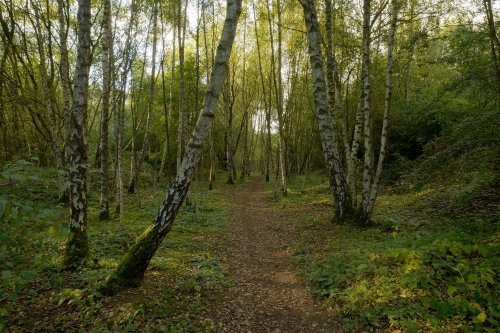 Wooded Path at Calvert Jubilee Nature Reserve, Calvert, Buckinghamshire