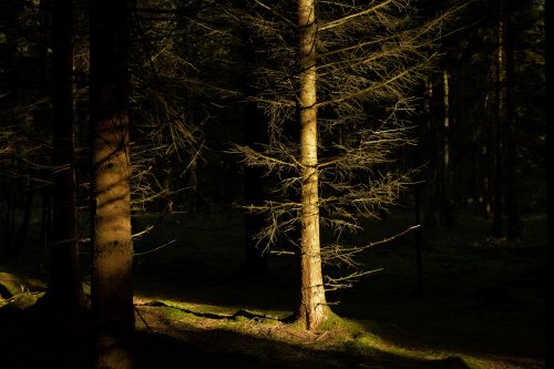 Shabbington Woods near Worminghall, Buckinghamshire