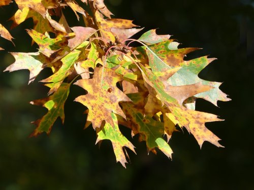 Greenwich Park in Autumn