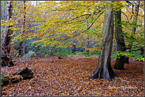 Beacon Woodland.