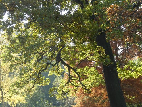 Greenwich Park in Autumn