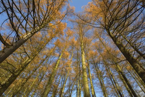 Tree Canopy, near Allgreave, Peak District National Park, Cheshire