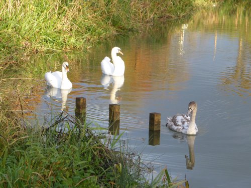 A peaceful Scene at Caen Hill Locks near Rowde, Wiltshire.