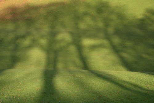 Tree Shadows, Brough Park, Leek, Staffordshire