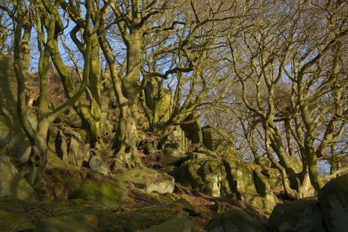 Wooded Hillside, The Roaches, near Upper Hulme, staffordshire