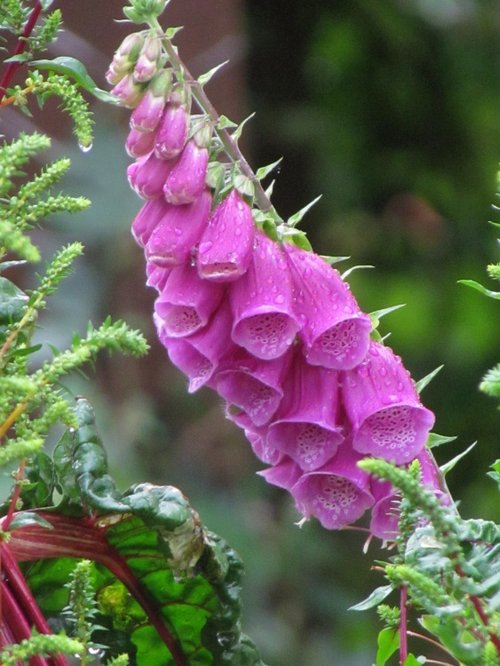 foxglove (16 6 2016)