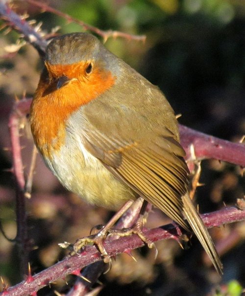 a ruislip robin