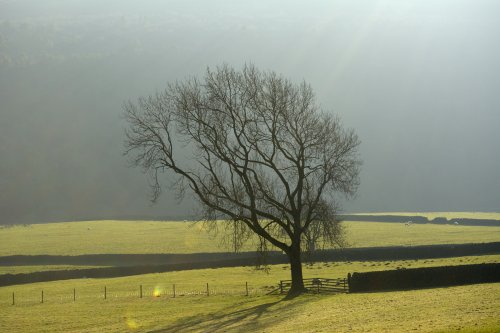 Lone Tree at Burntcliff Top, Cheshire in the Peak District