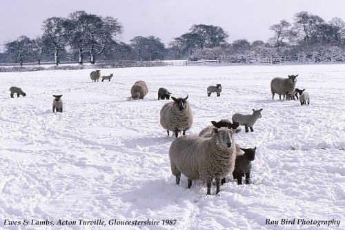 Ewes & Lambs in Snow, Acton Turville, Gloucestershire 1987