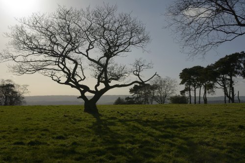 Tree Silhouette on Gun Hill near Meerbrook above Leek, Staffordshire