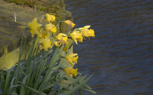 Daffodils at Bank Pool, Jodrell Bank, Cheshire