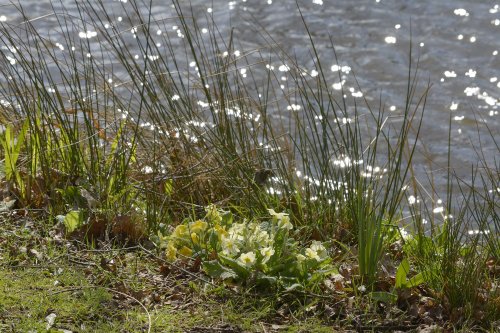 Primroses by Bank Pool, Jodrell Bank, Cheshire