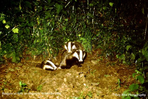 Badgers at Sett, nr Alderton, Wiltshire 1994