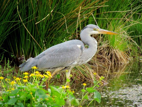 heron, new pond king's collage playing feilds