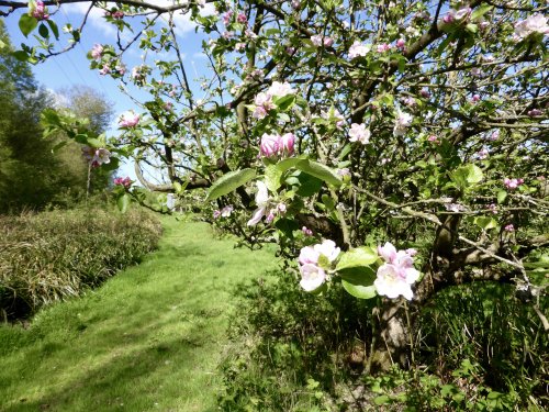 Apple Blossom Time , Southborough, Kent