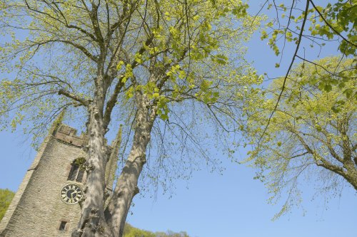 Trees in the Churchyard, Pott Shrigley, Cheshire