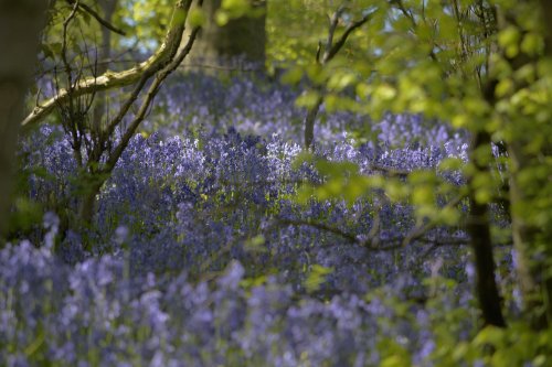 Bluebells at Pott Shrigley, Cheshire