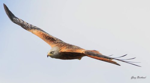 Red kite harewood house