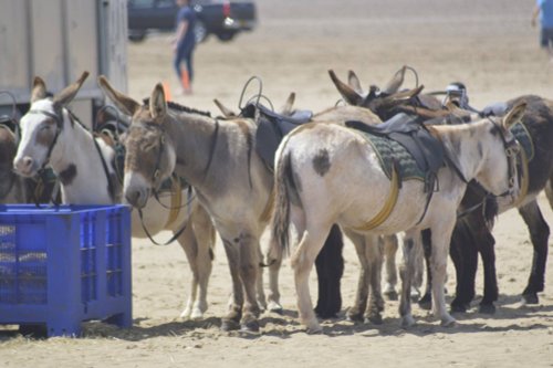 Donkeys on the Beach, Weston-Super-Mare