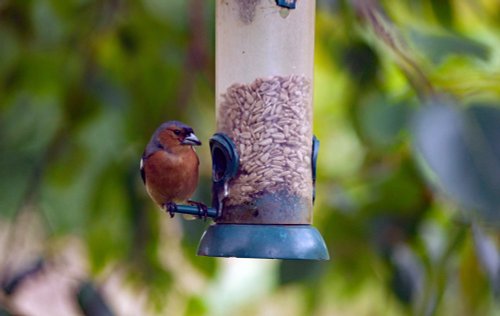 Chaffinch? Not sure, sorry