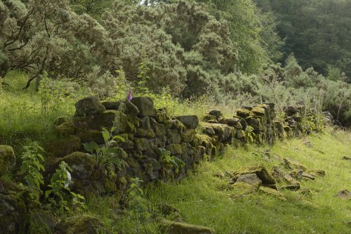 Stone Wall near Danebridge, Staffordshire