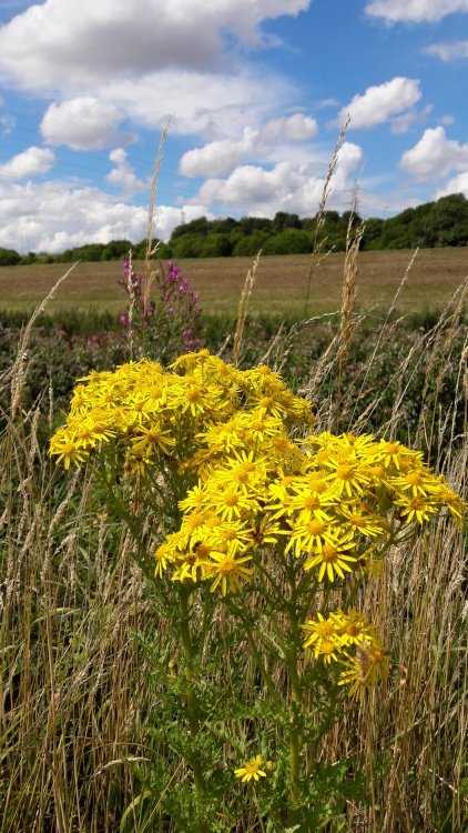 Yellow Wildflowers in Landscape, Rotherham