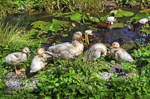 Shillingstone, Dorset.