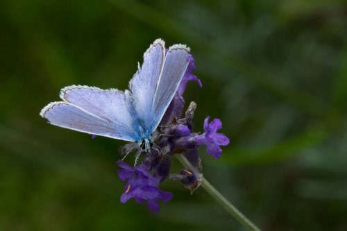 Silver-studded blue butterfly (Plebeius Argus) on lavender at Greys Court
