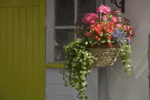 Hanging Basket at Cheddleton, Staffordshire