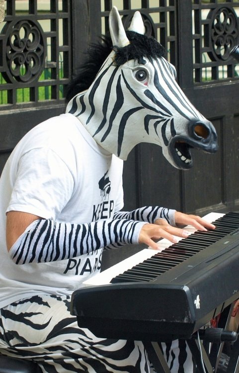 Zebra playing piano