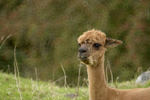 An Alpaca near Flash, Staffordshire