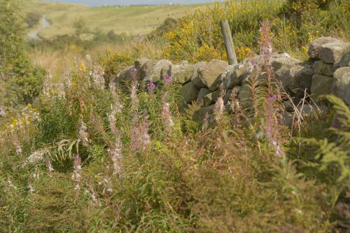 Roadside near Flash, Staffordshire
